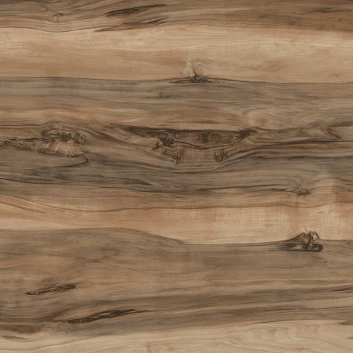 KERALA SHEESHAM TREE